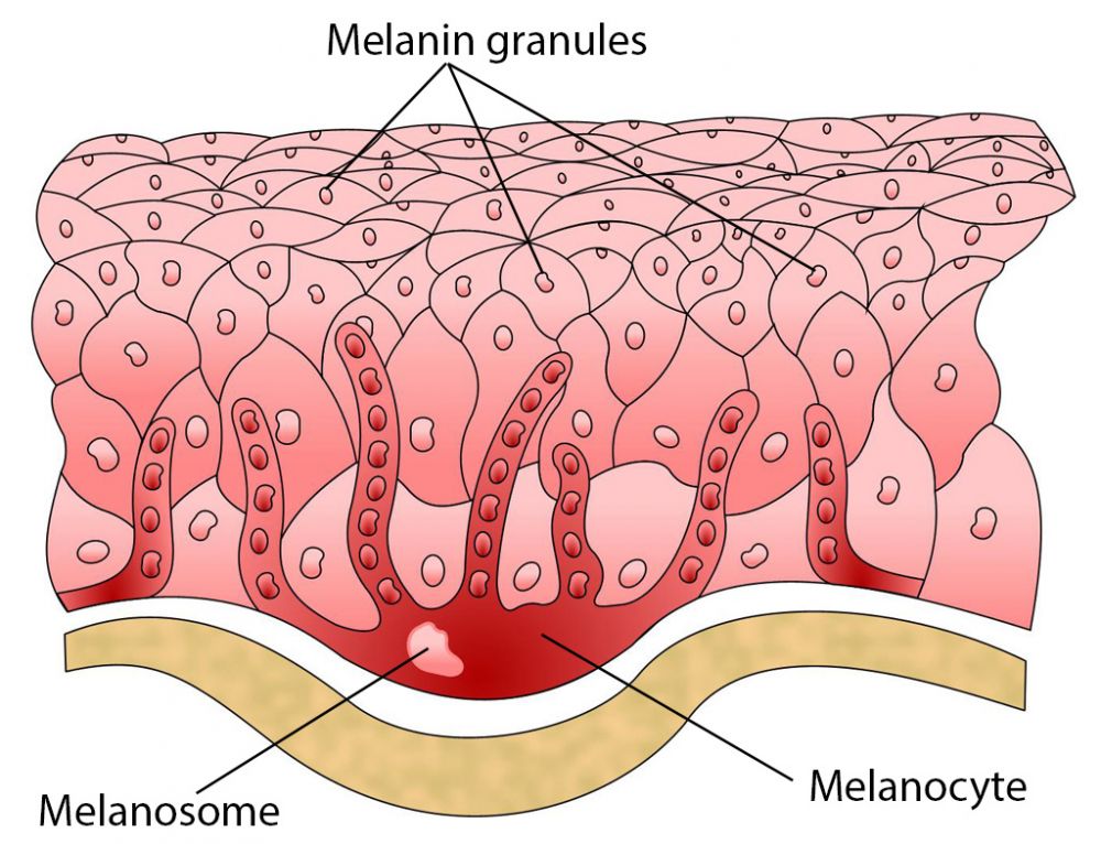 melanin granules, melanosome and melanocyte